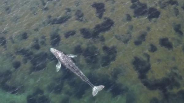 Biodiversité : Wally, le baleineau égaré en Méditerranée, se trouve actuellement dans le port de Sète