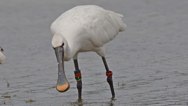 C'est mon week-end. Des randonnées pour observer les oiseaux