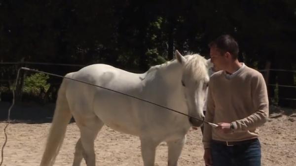 Bien-être : des séances pour maîtriser son stress avec l'aide d'un cheval