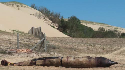 Landes : une baleine ingurgite 16 kilos de plastique et s'échoue