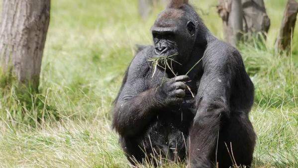 Gabon : rencontre avec Max Hurdebourg, l'homme qui cohabite avec les gorilles