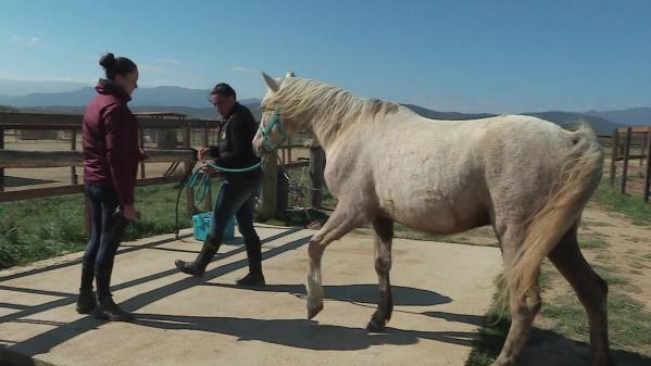 À Perpignan, une dresseuse rééduque les chevaux anxieux ou maltraités