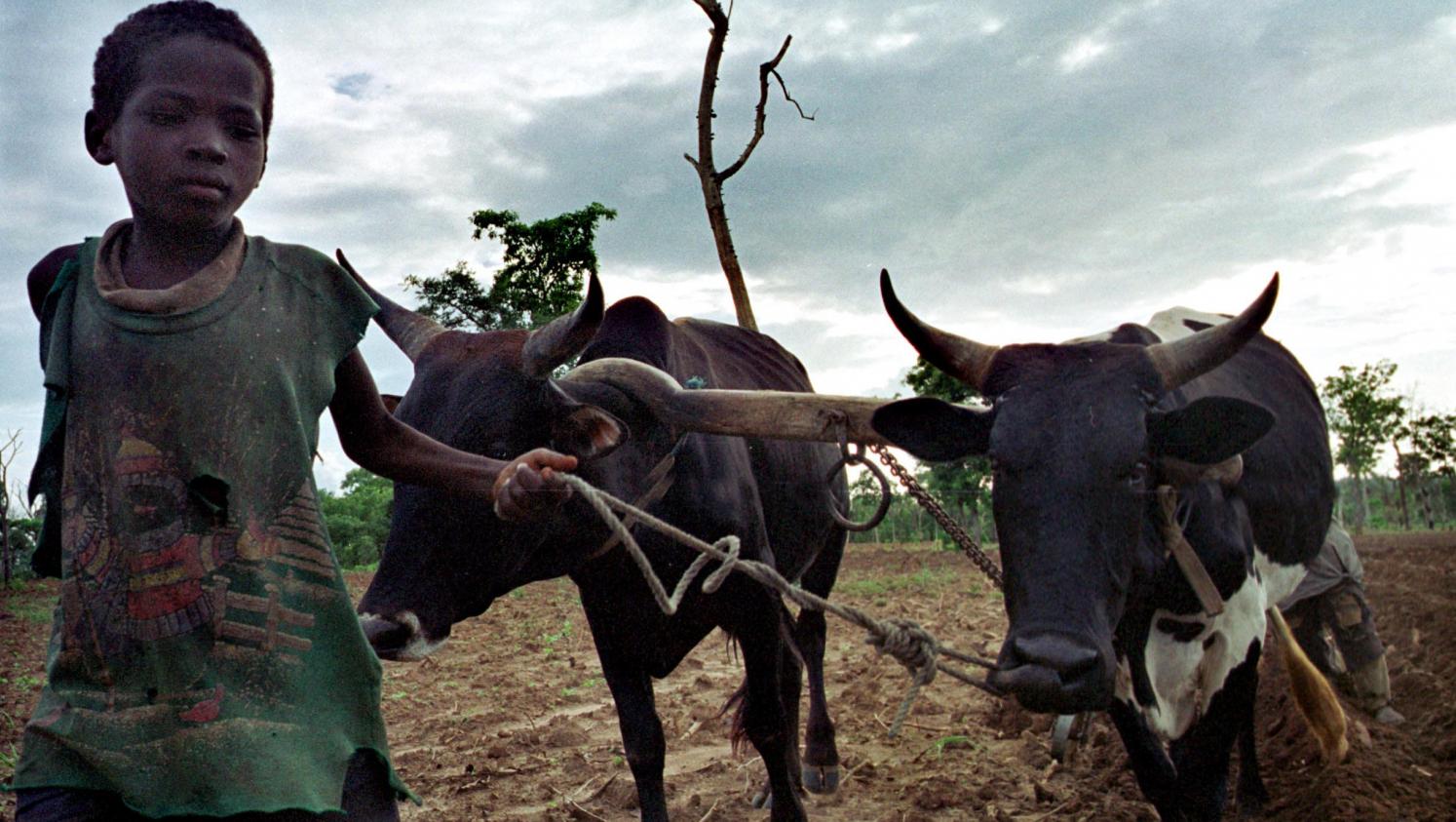 In Côte d’Ivoire, a communication campaign against child labor in cocoa fields