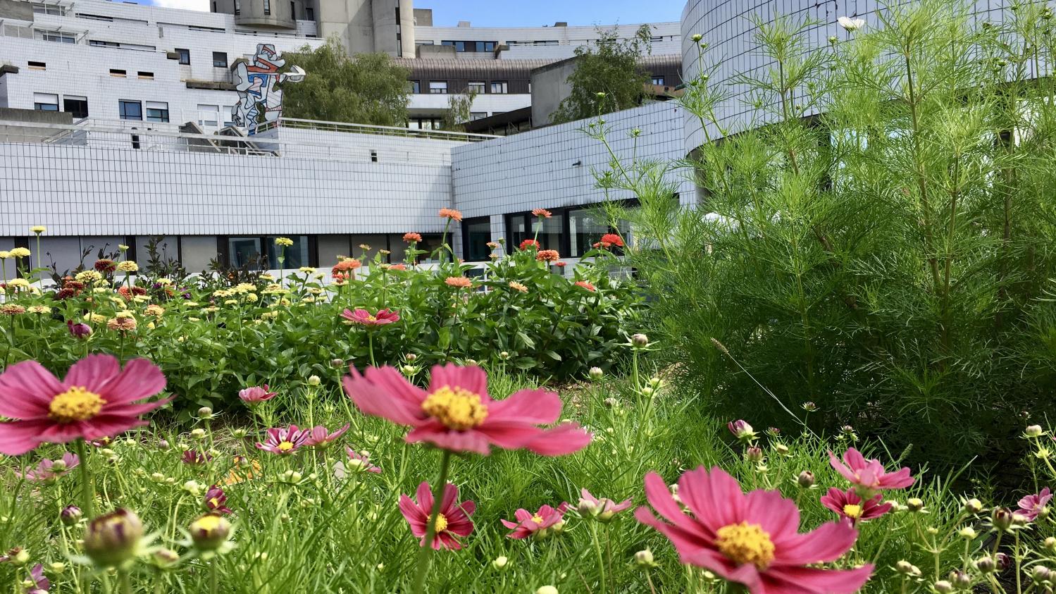 Garden.  A flower farm on the roof of the Robert Debré hospital in Paris