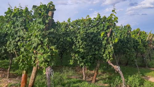 Haut-Rhin : un viticulteur reconnaît avoir volé un millier de pieds de vigne