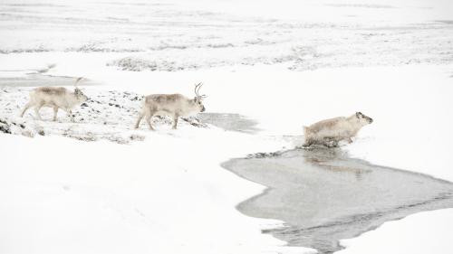 Climat : l'Arctique se réchauffe trois fois plus vite que l'ensemble de la planète, selon un rapport international