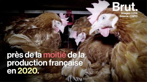 VIDEO. Interdiction de la vente des oeufs de poules élevées en cage en 2022 : où en est-on ?