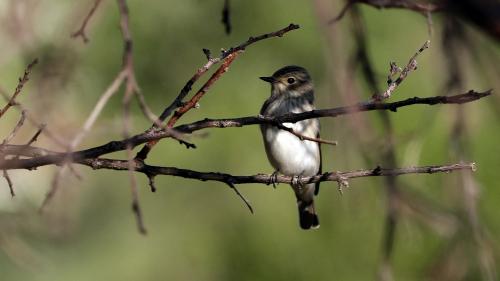 Déclin de la population d'oiseaux : 