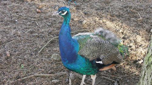 Après le coq Maurice, le paon Léon dérange le voisinage !