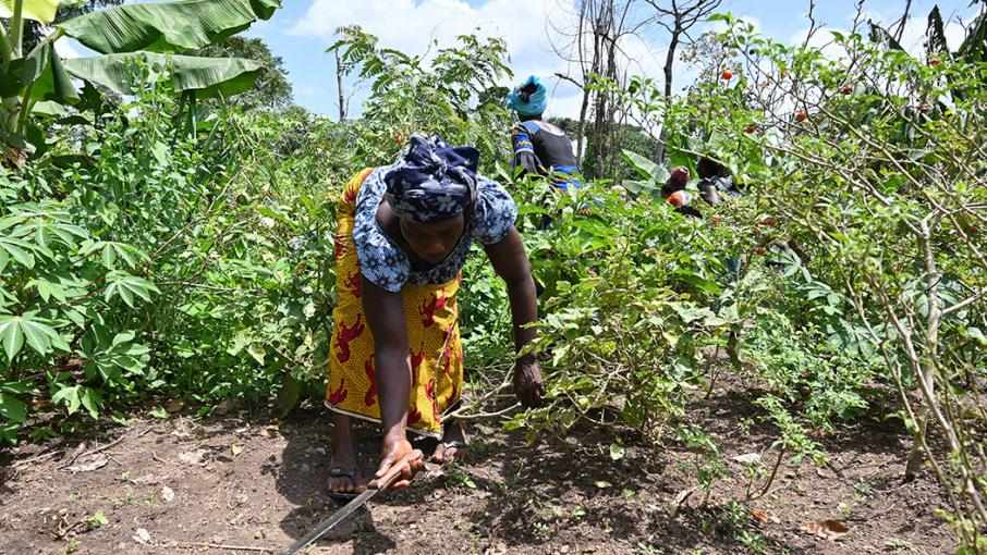 sujet de dissertation l'agriculture en cote d'ivoire