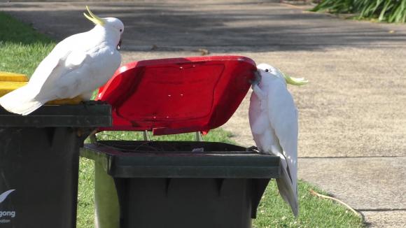 Las cacatúas de cresta de azufre abren botes de basura en Sydney (Australia).