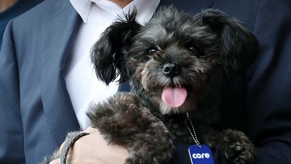 En Corée du Sud, bientôt la fin de la viande de chien dans les assiettes ?