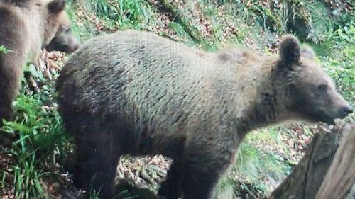 Ariège : un chasseur gravement blessé par un ours, l'animal abattu