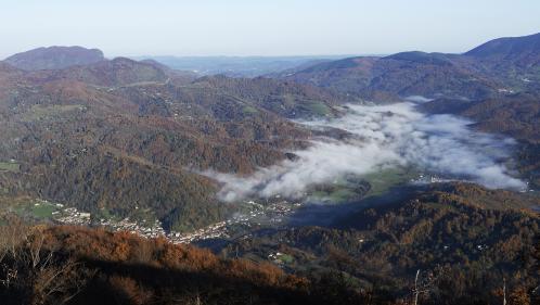 Ariège : ce que l'on sait de la mort de l'ourse abattue par un chasseur après une attaque