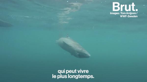 VIDEO. Ce requin pourrait vivre jusqu'à 512 ans