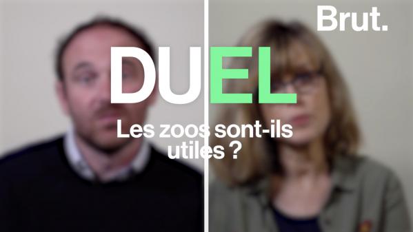 VIDEO. Duel : les zoos sont-ils vraiment utiles ?