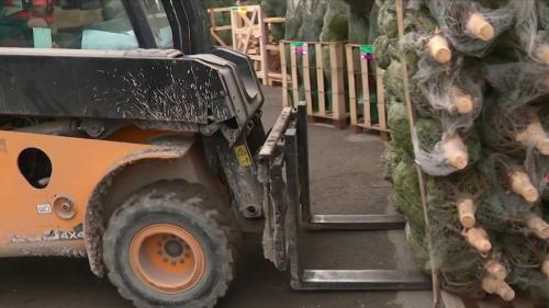 Producteurs de sapins : le grand rush avant Noël