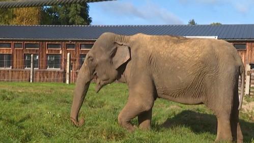 Haute-Vienne : un sanctuaire accueille les éléphants à la retraite