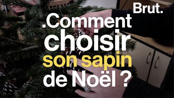 VIDEO. Sapin naturel, artificiel, en bois... Quelle alternative pour un impact environnemental réduit ?