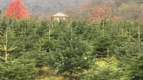 Noël : grand rush pour les producteurs de sapin