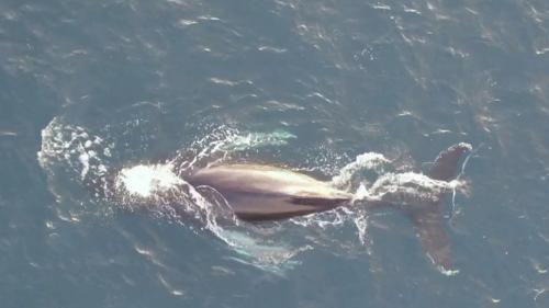 Islande : immersion dans la capitale mondiale des baleines