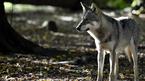 Vienne : un second loup repéré en sept mois dans le département