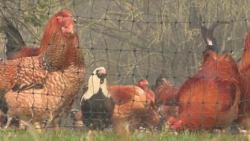 Alimentation : le prix du poulet en forte hausse