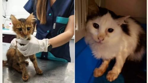 Nice : des dizaines de cadavres de chats découverts dans une 