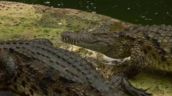 Week-end : dans la Vienne, un parc à reptiles et une abbaye du XIème siècle