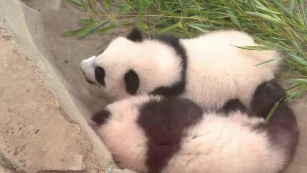 Zoo de Beauval : présentation des jumelles pandas au grand public