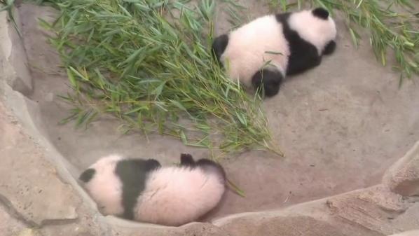 ZooParc de Beauval : les jumelles panda ont rencontré pour la première fois le public