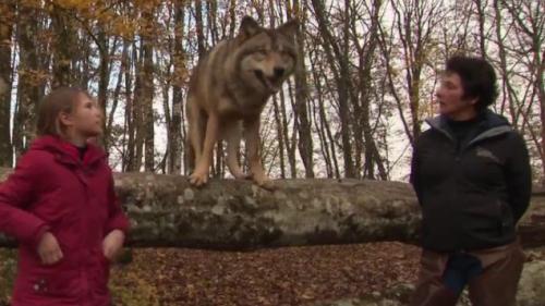 Cinéma : grandir avec les loups, dans les coulisses de 