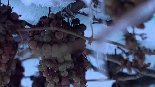 Italie : le vin de glace, un raisin venu du froid des montagnes