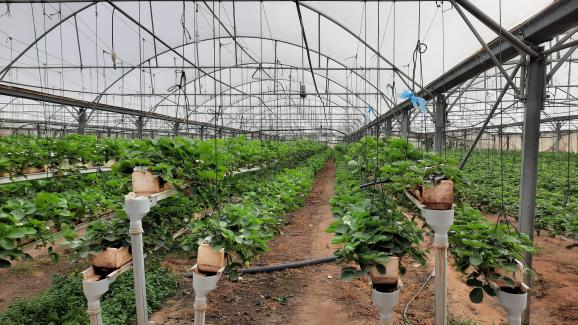 Strawberries grown above ground in Akhran Abou Khoussa