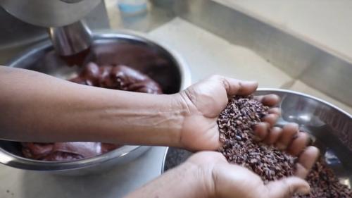 Guyane : les secrets de fabrication du cacao