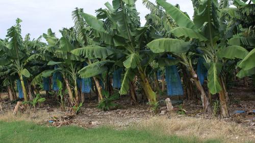 Reconnaissance du cancer de la prostate comme maladie professionnelle pour les agriculteurs des Antilles