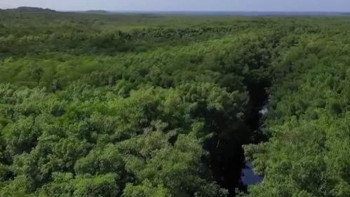 Guadeloupe : à la découverte de la mangrove, un poumon vert menacé par l'urbanisation et la montée des eaux