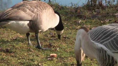 Gastronomie : produire du foie gras sans gaver les oies