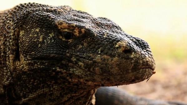 Indonésie : le dragon Komodo, une espace rare menacée par l'homme et le dérèglement climatique