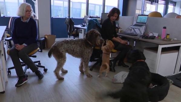 Animaux : et si vous emmeniez votre chien au travail ?