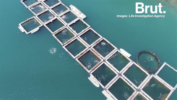 VIDEO. Au Japon, des centaines de dauphins entassés dans des enclos