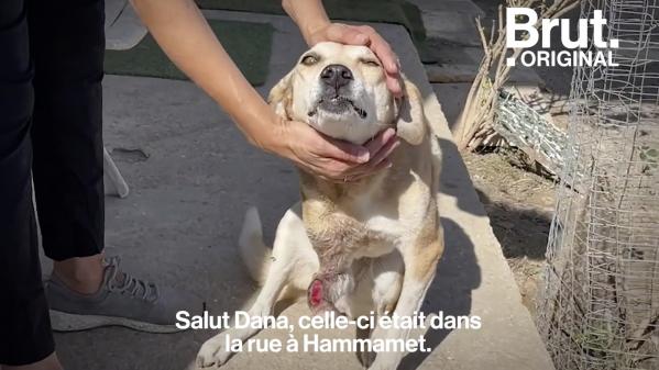 VIDEO. En Tunisie, elle ouvre des centres destinés aux animaux errants