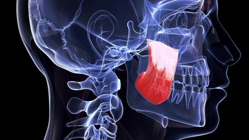 Un muscle de la mâchoire vient d'être découvert par des scientifiques suisses