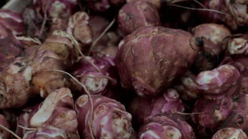 Cuisine : le retour en force du Topinambour dans les assiettes françaises