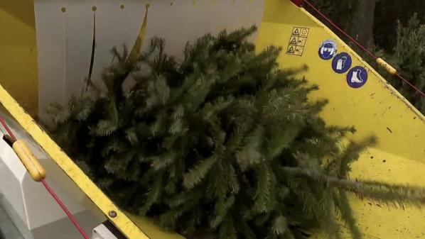 Recyclage : que faire de son sapin de Noël ?