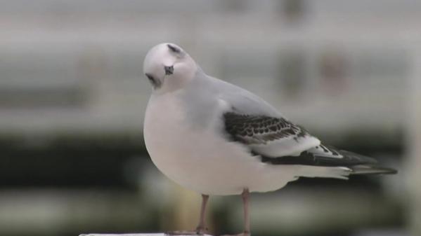 Belgique : venue d'Arctique, la mouette de Ross s'est installée sur les côtes