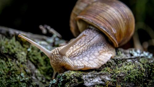 Biodiversité : en comptabilisant les invertébrés, la 6e extinction de masse est encore plus alarmante