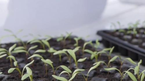 Agriculture : vers un retour des néonicotinoïdes dans les champs français ?