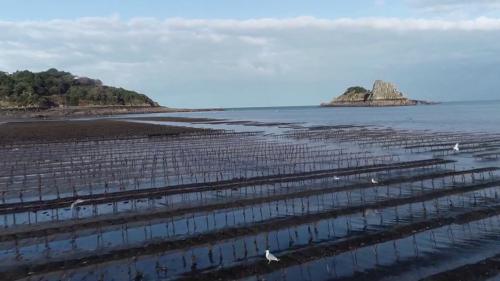 Bretagne : le secret des huîtres de Cancale, prisées depuis l'Antiquité