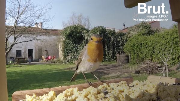 VIDEO. Tuto : trois façons d'aider les animaux en hiver